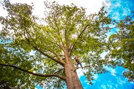 Reliable Rock Creek, MN Tree Services Solutions