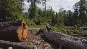 Best Storm Damage Tree Cleanup  in Rock Creek, MN