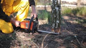 Best Fruit Tree Pruning  in Rock Creek, MN