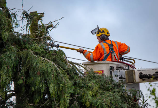 Best Commercial Tree Services  in Rock Creek, MN