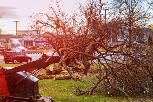 Best Tree Risk Assessment  in Rock Creek, MN