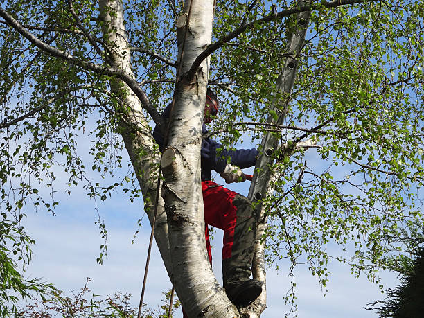 Best Emergency Tree Removal  in Rock Creek, MN