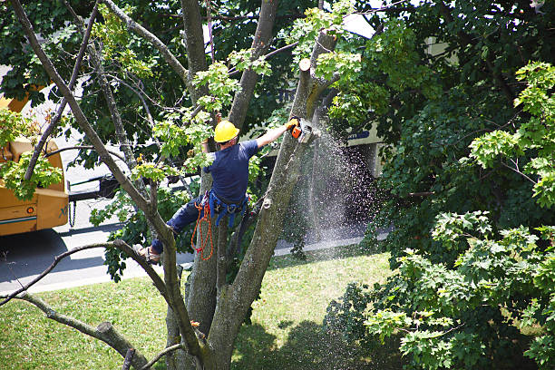 Best Tree Trimming and Pruning  in Rock Creek, MN