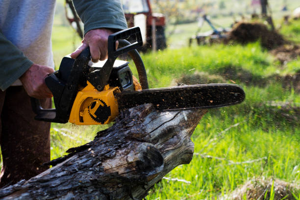 Best Stump Grinding and Removal  in Rock Creek, MN