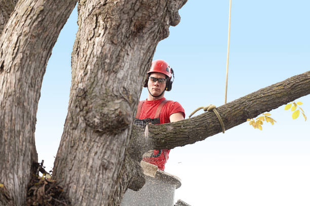 How Our Tree Care Process Works  in  Rock Creek, MN