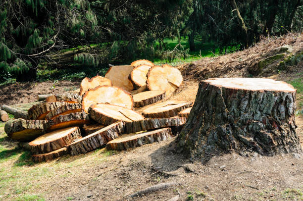 Best Root Management and Removal  in Rock Creek, MN